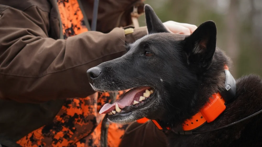 Sort jagthund med orange Garmin Alpha® LTE halsbånd sammen med jæger i skoven